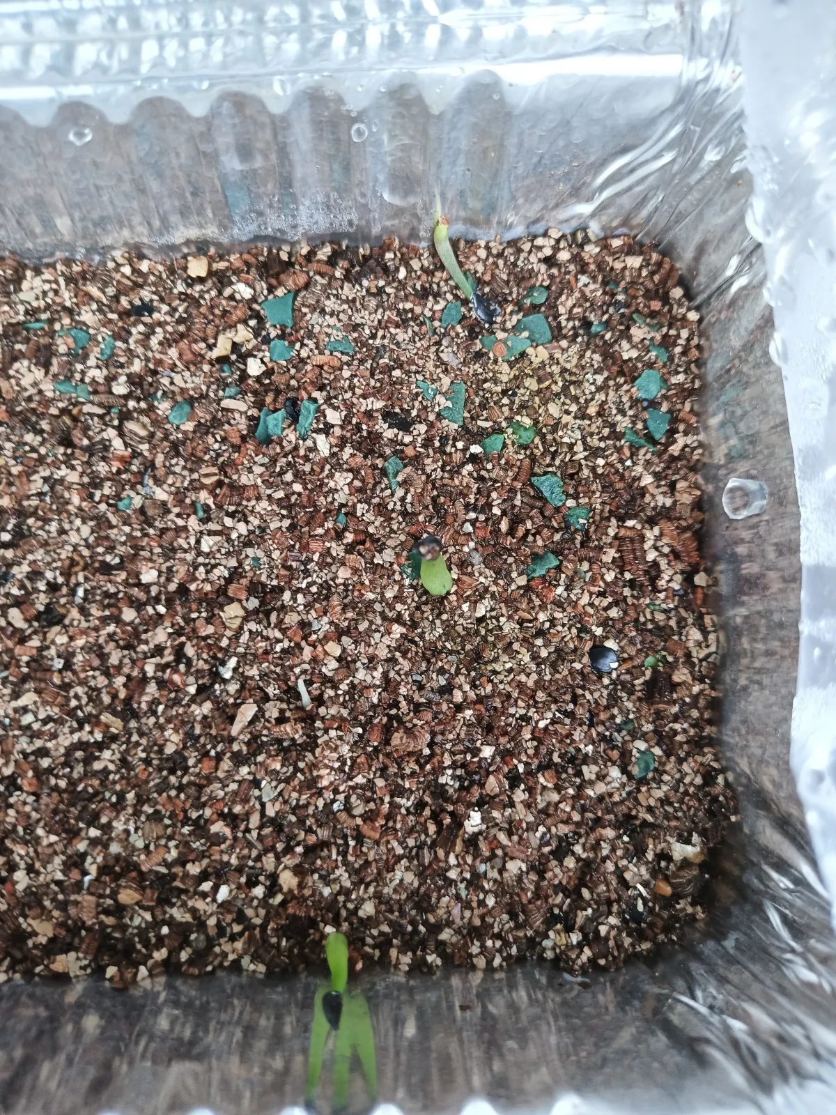 Agave nickelsiae (アガベ ニッケルシー)