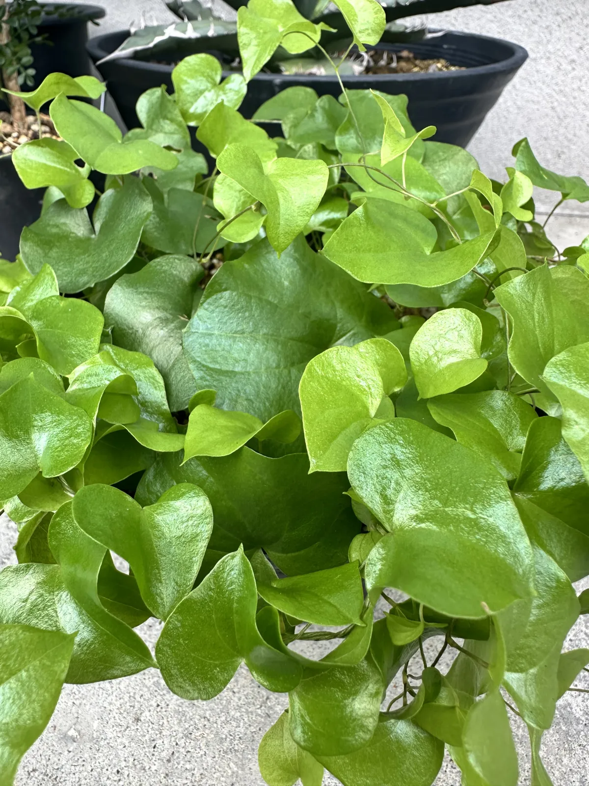 Dioscorea elephantipes (ディオスコレア エレファンティペス アフリカ亀甲竜)