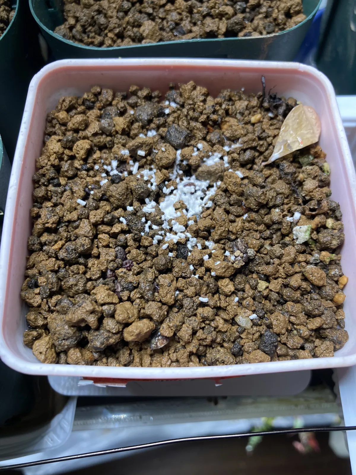 [発芽チャレンジ] アデニア オラボエンシス Adenia olaboensis 発芽難