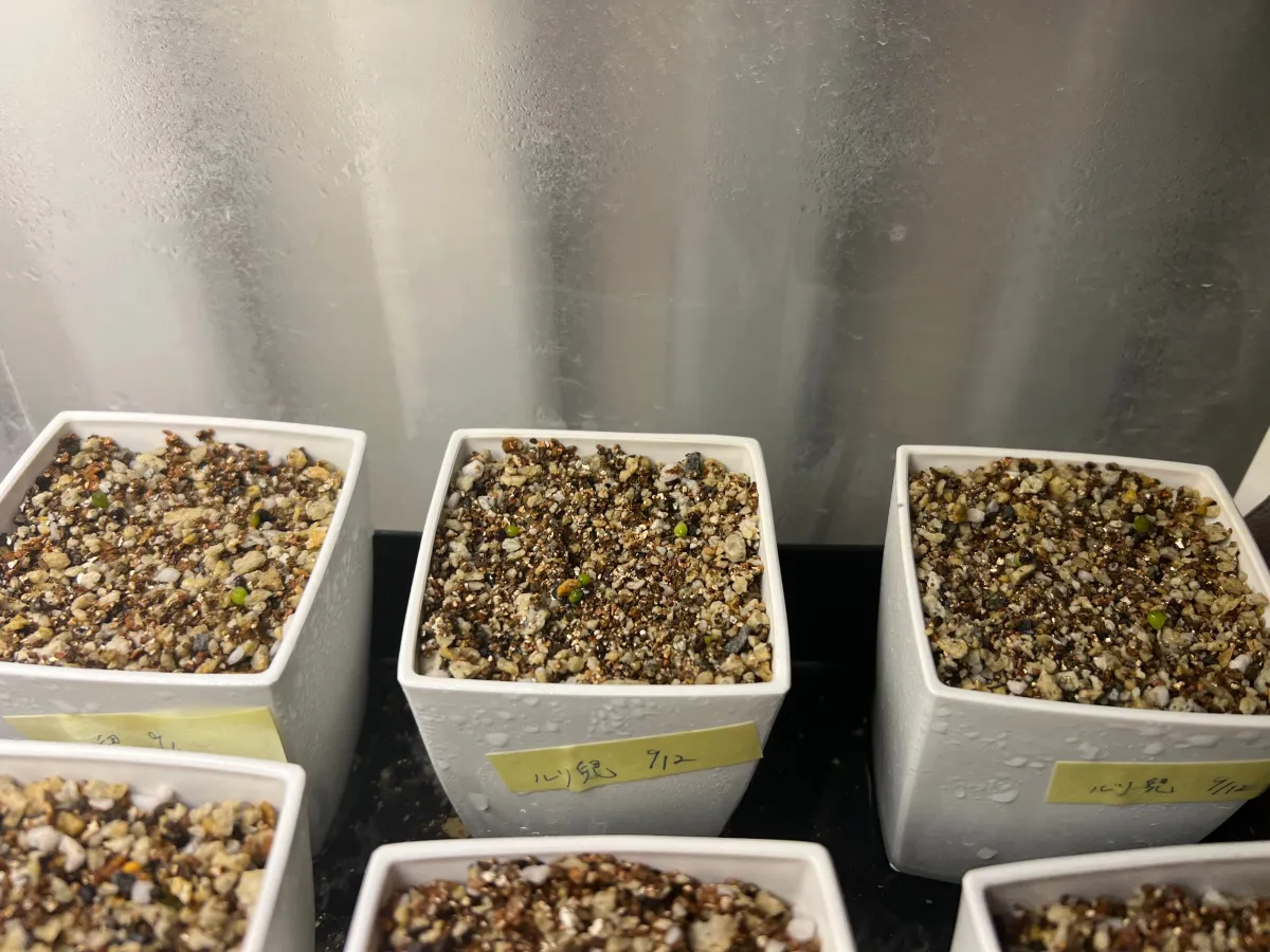 Astrophytum asterias var. nudum (アストロフィツム 瑠璃兜)