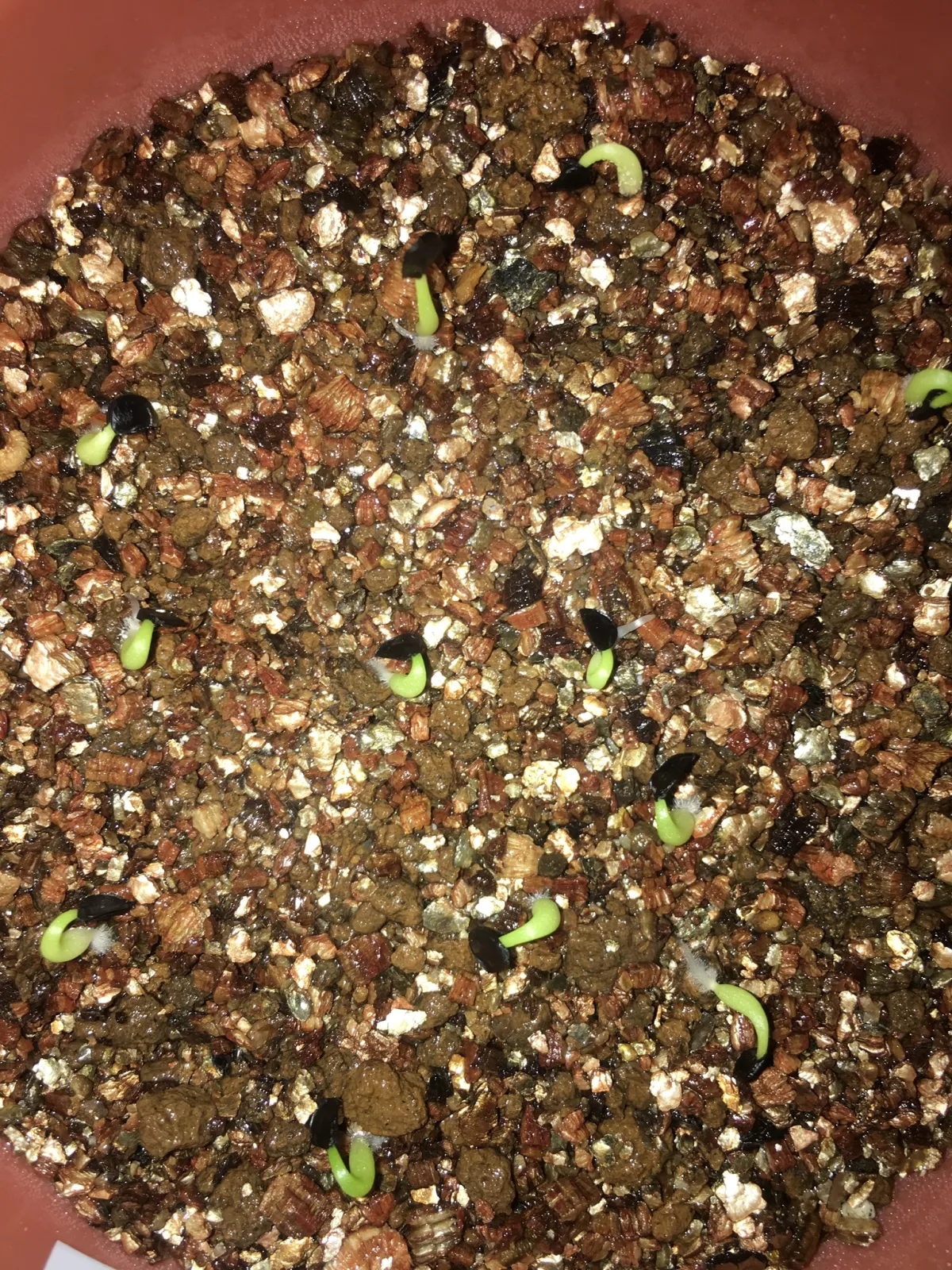 Agave subsimplex (アガベ サブシンプレックス)