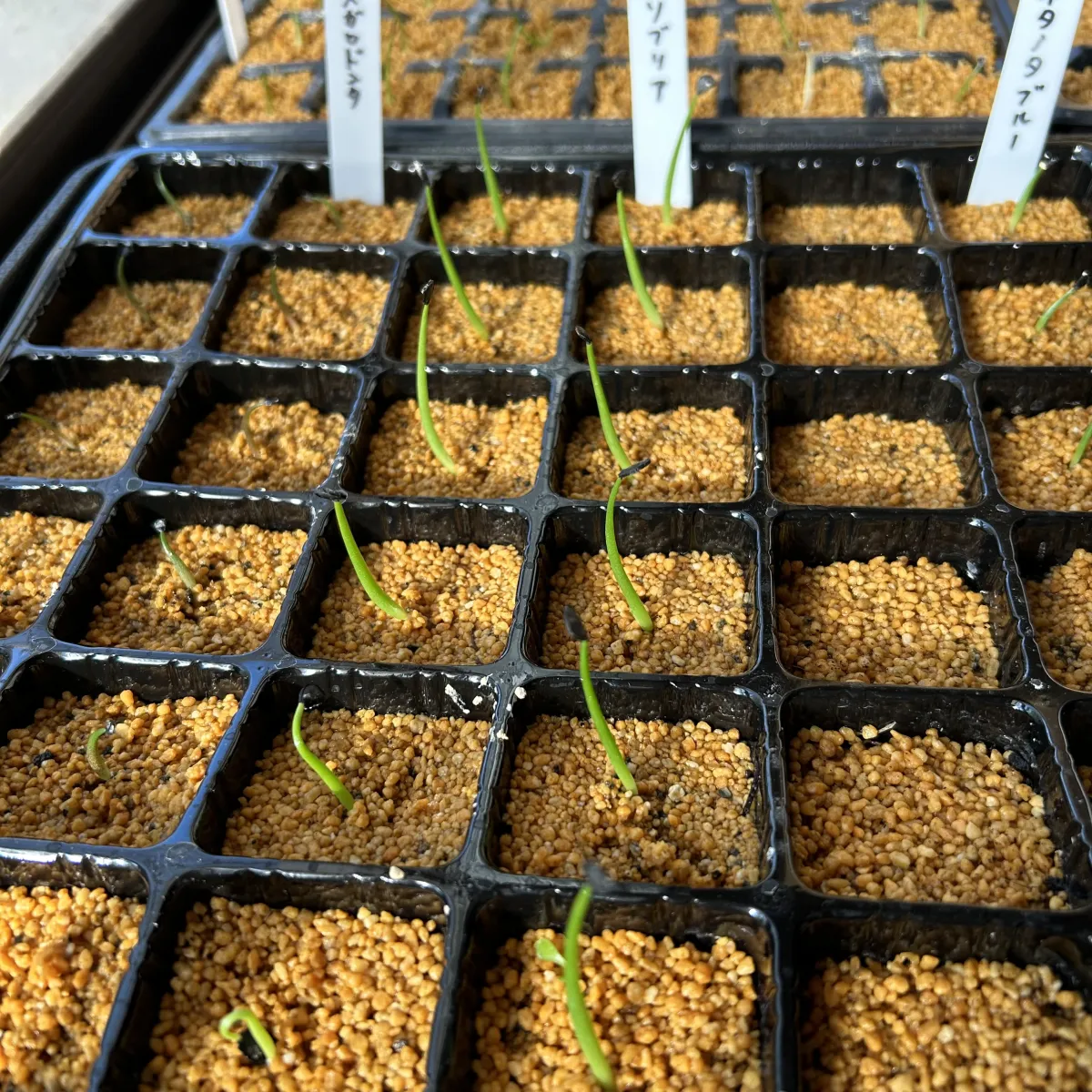 Agave sobria subsp. sobria (アガベ ソブリア)