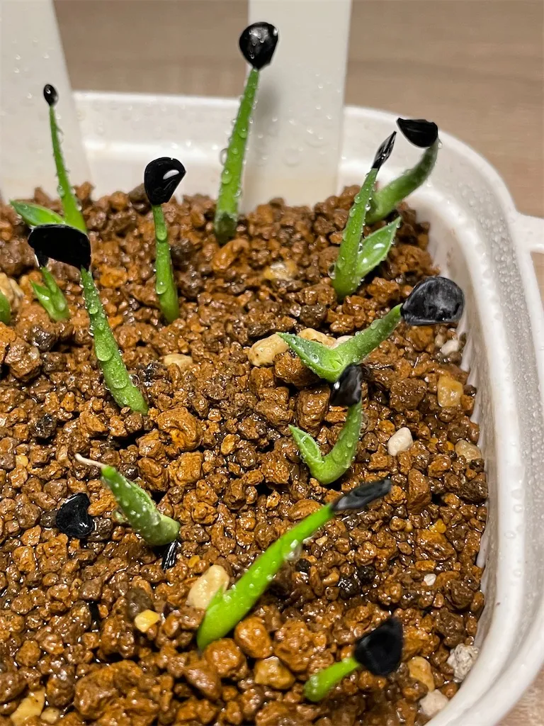 Agave parryi subsp. parryi (アガベ パリー)