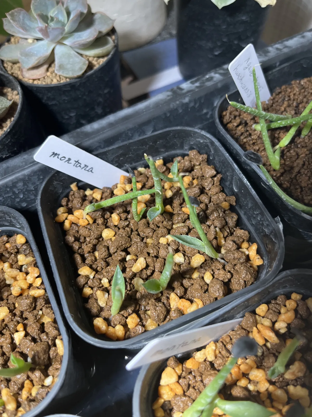 Agave montana (アガベ モンタナ)