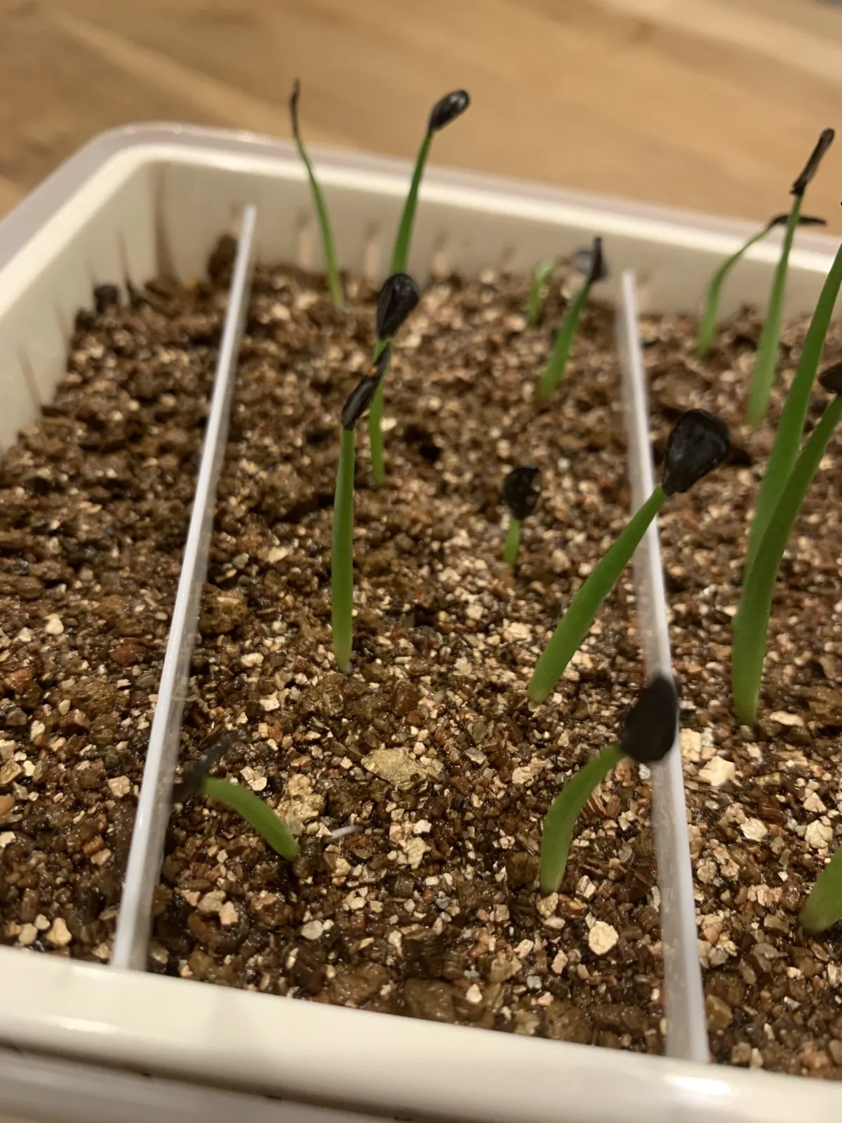 Agave parryi var. truncata (アガベ パリー トランカータ)