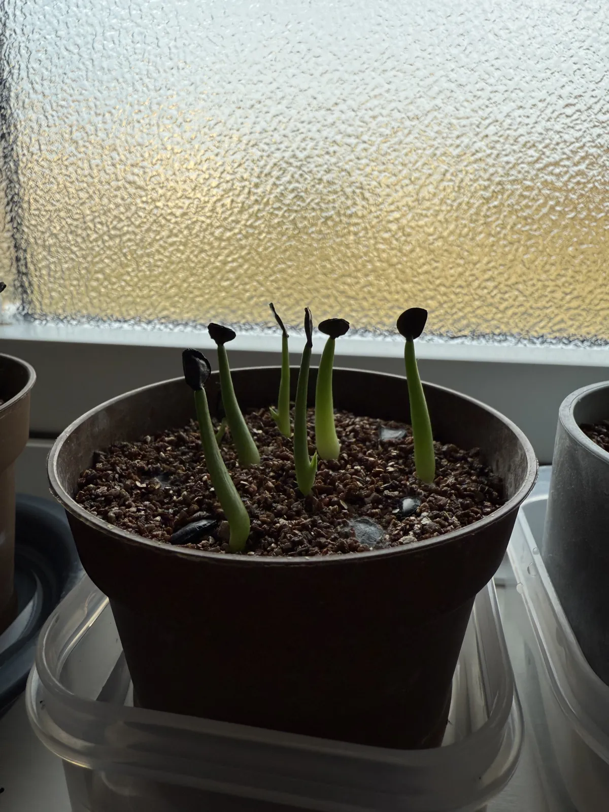 Agave montana (アガベ モンタナ)