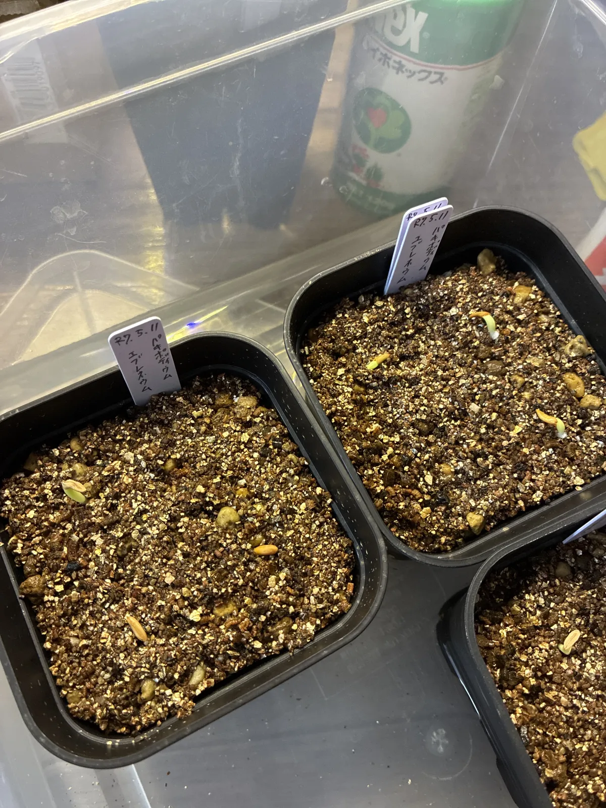 Pachypodium rosulatum var. eburneum (パキポディウム エブレネウム)