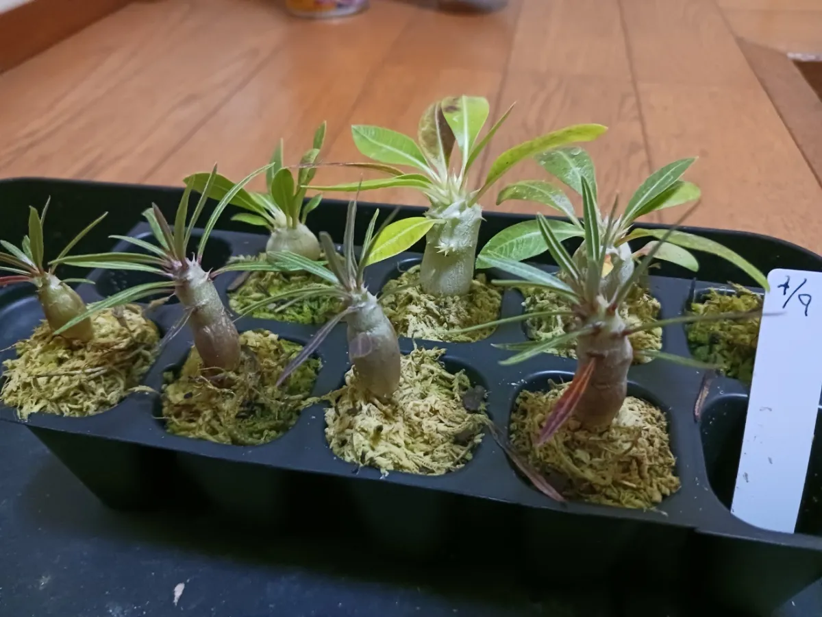 Pachypodium rosulatum var. gracilius (パキポディウム グラキリス)