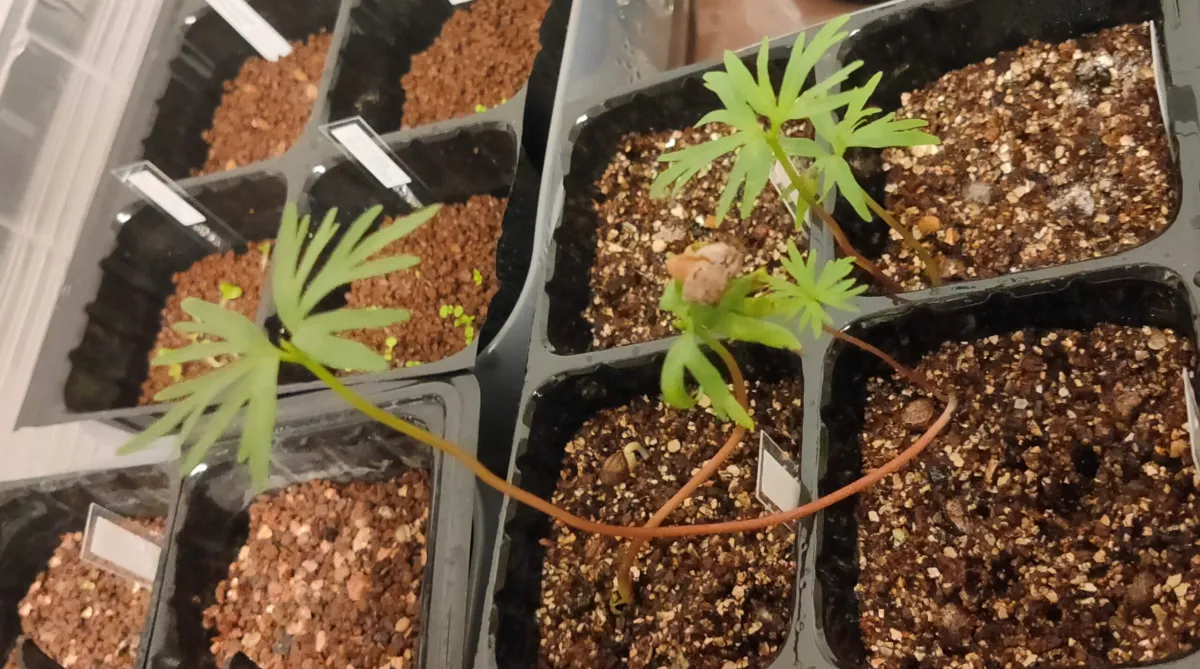 Bursera fagaroides (ブルセラ ファガロイデス)