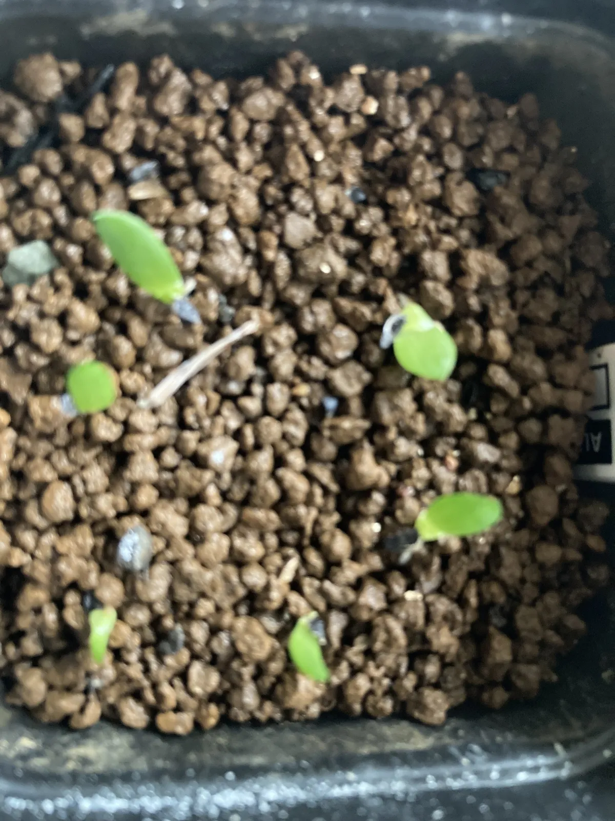 Aloe suprafoliata (アロエ スプラフォリアータ)