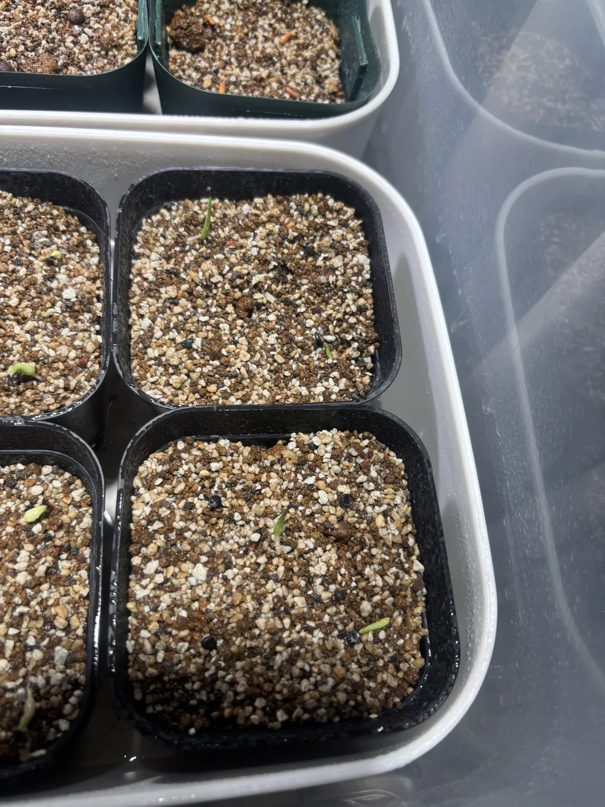 Agave utahensis var. eborispina (アガベ エボリスピナ)