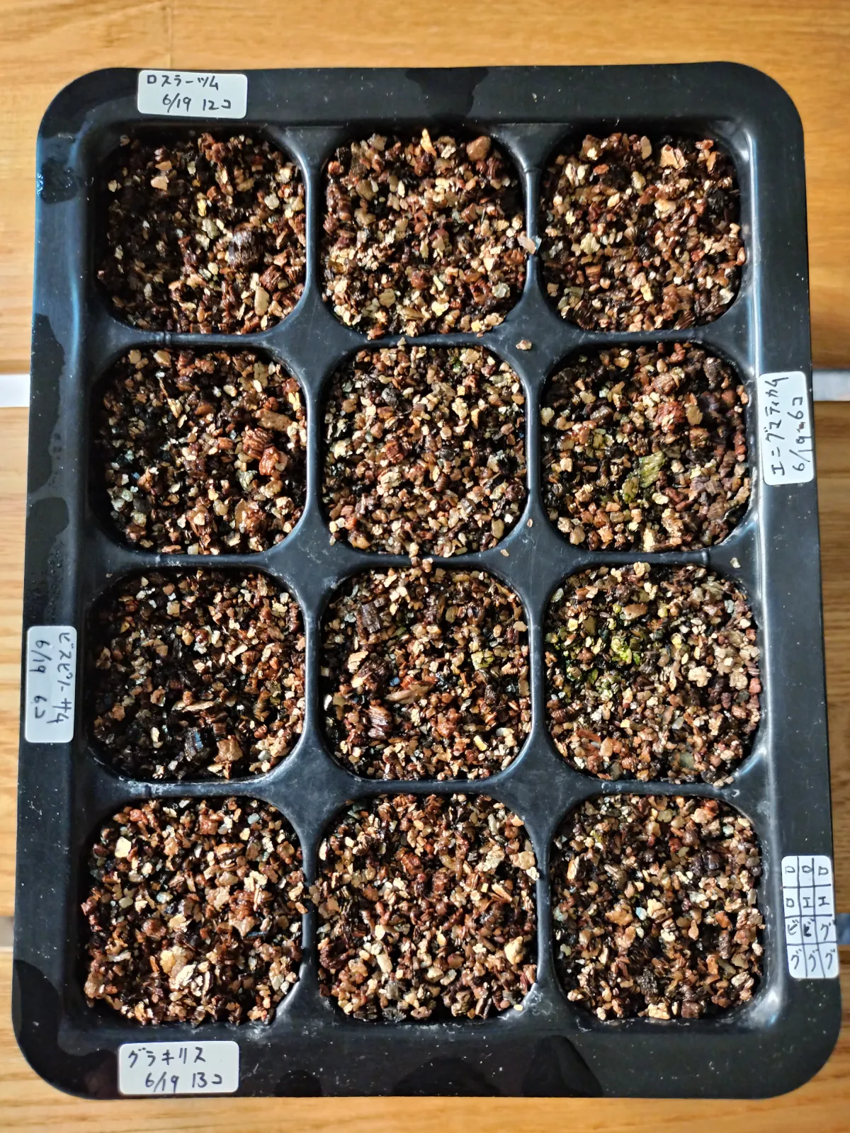 [無料種子] 発芽難 パキポディウム グラキリス　 Pachypodium rosulatum var. gracilius