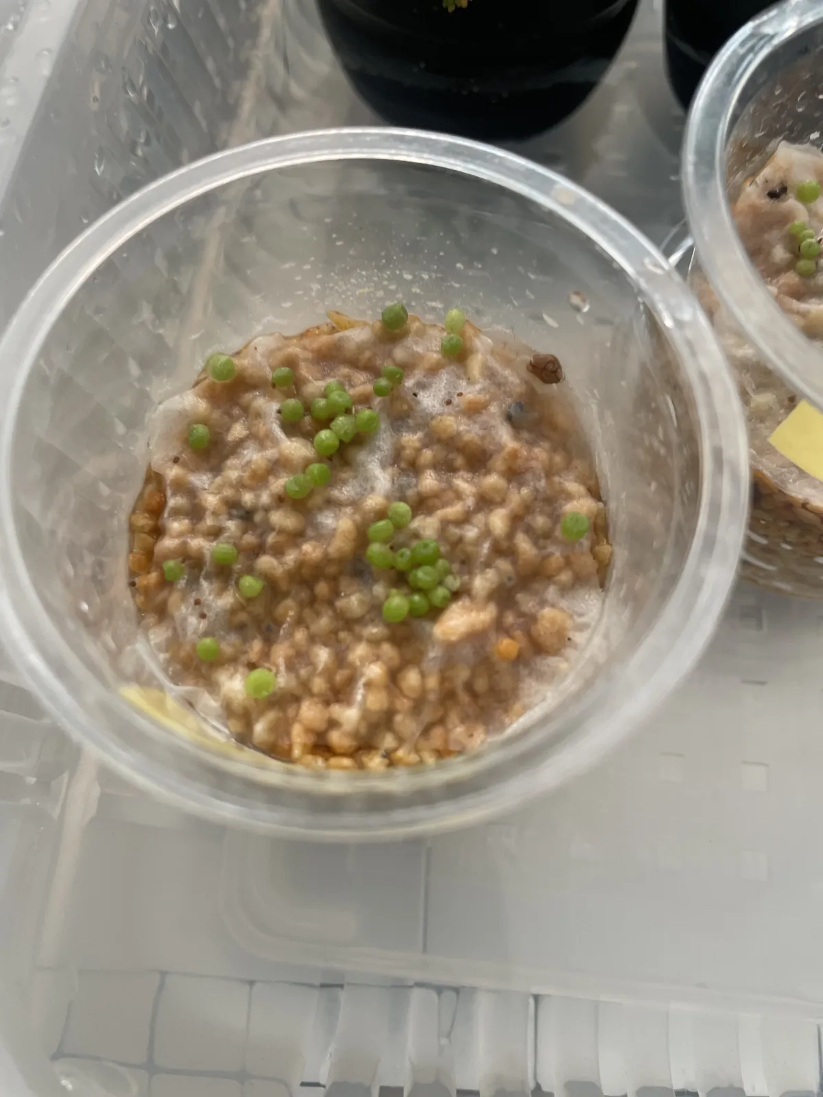 Conophytum obcordellum (コノフィツム ギフトベルゲンセ)