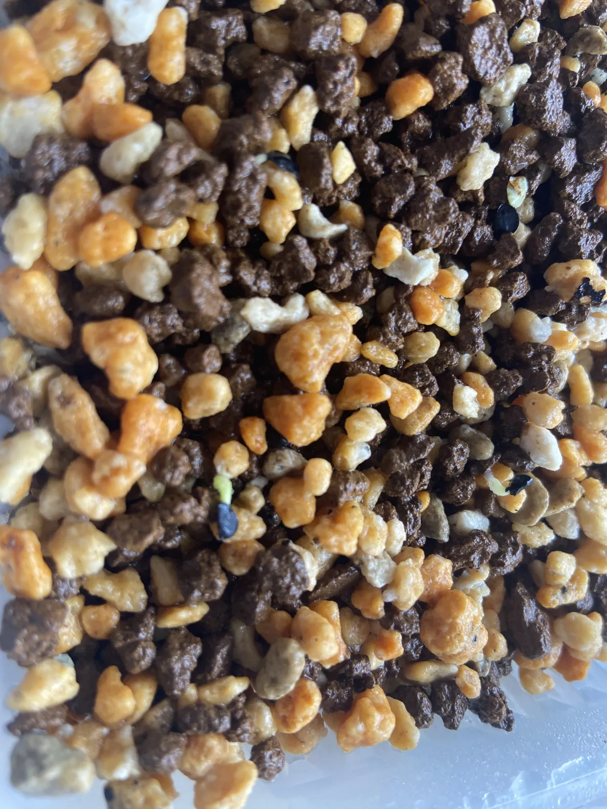 Agave oteroi (アガベ オテロイ)