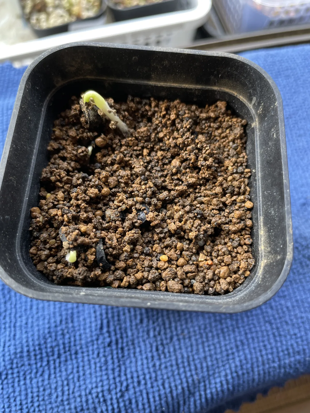 Yucca baccata var. baccata (ユッカ バッカタ)