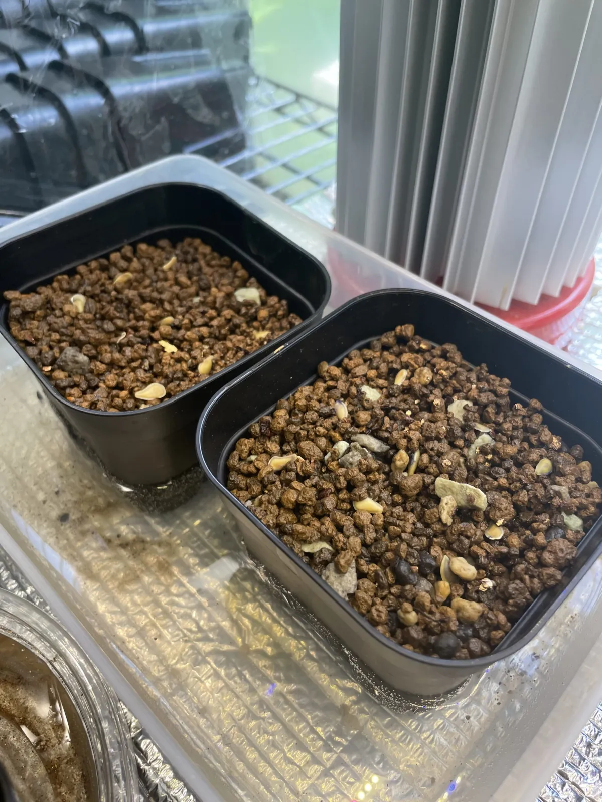 Fockea edulis (フォッケア 火星人)