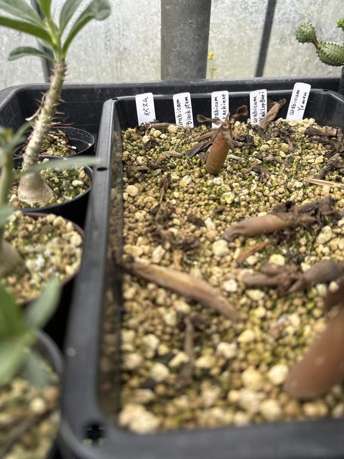 Adenium obesum (アデニウム オベスム)