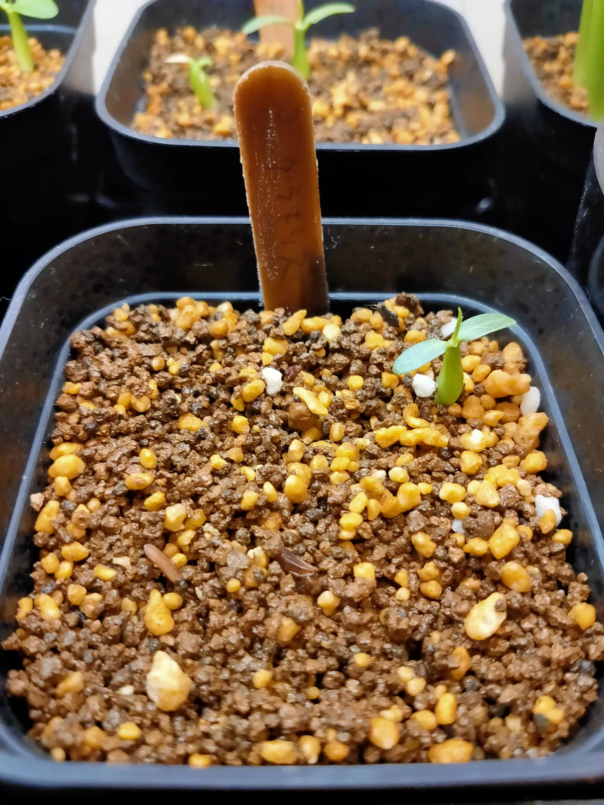 Pachypodium rosulatum var. gracilius (パキポディウム グラキリス)