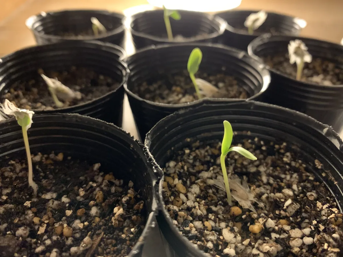 Fouquieria formosa (フォークイエリア フォルモサ)