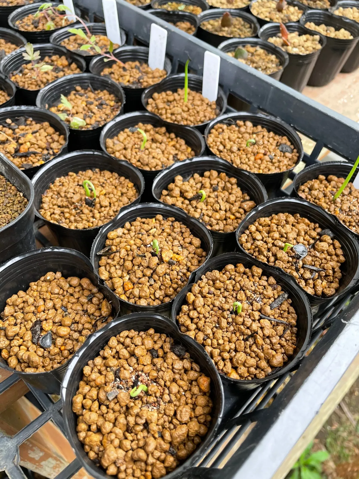 Agave potatorum 'verschaffeltii' (アガベ ベルシャフェルティ)