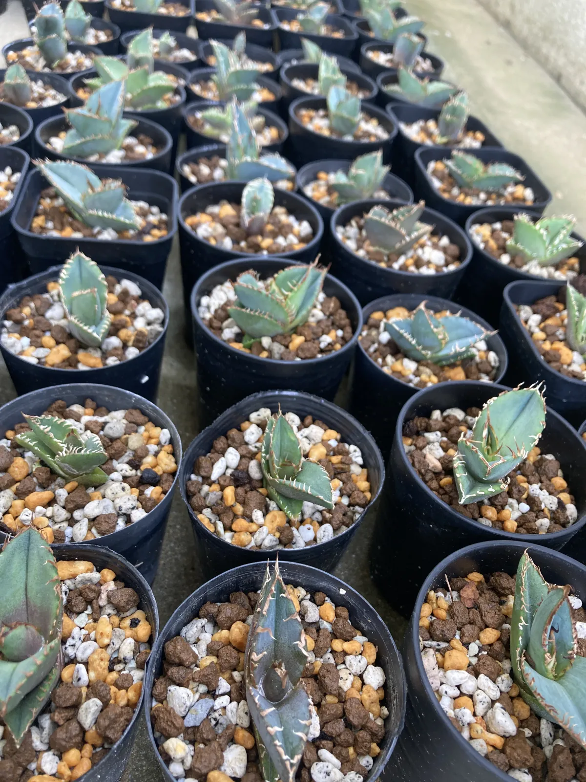 Agave oteroi (アガベ オテロイ)