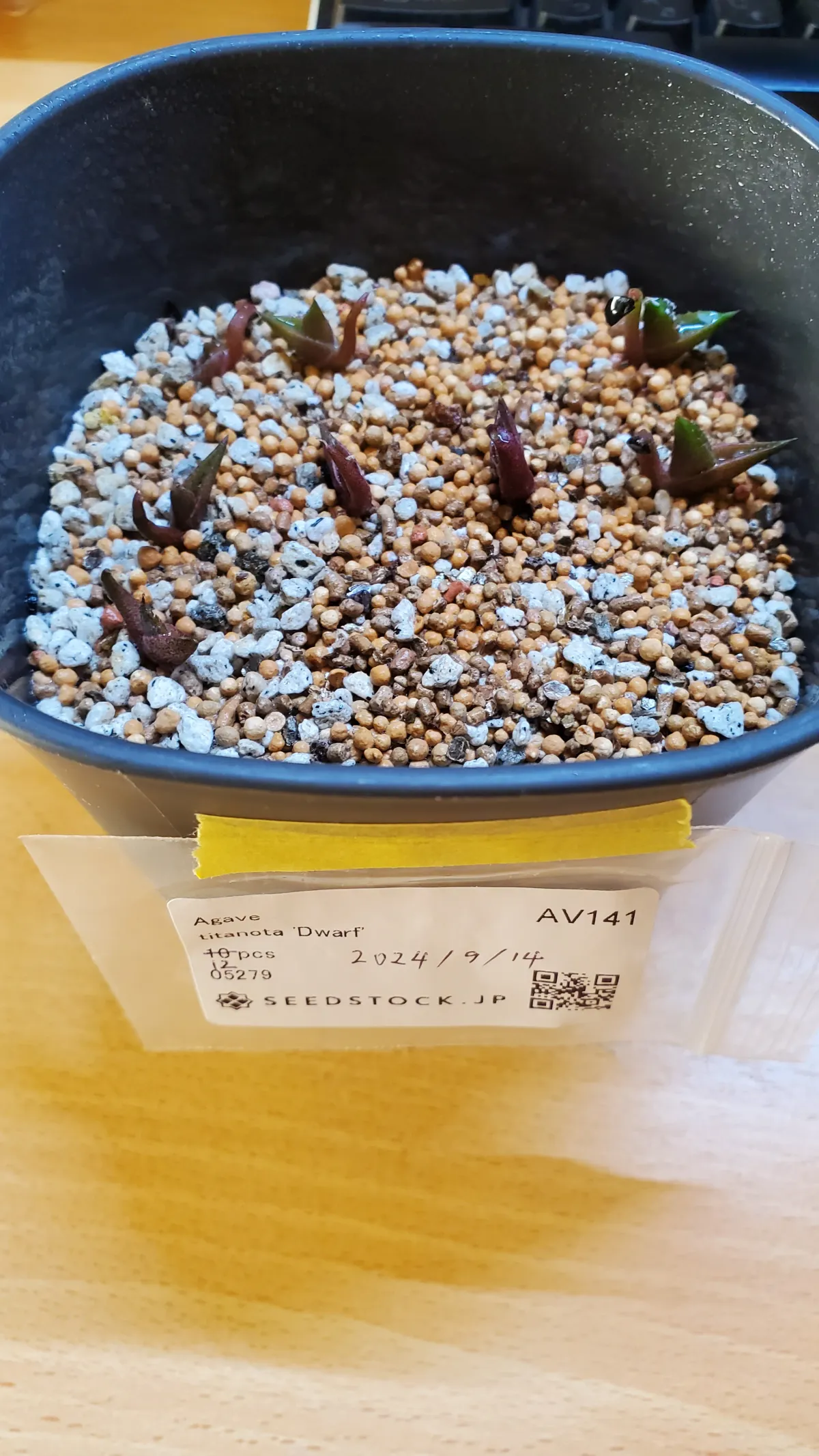 Agave titanota (アガベ チタノタ ドワーフ)