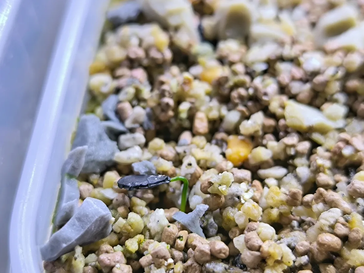 Hesperocallis undulata (ヘスペロカリス アンデュラータ)