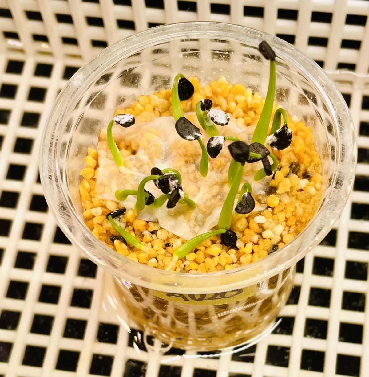 Agave utahensis var. nevadensis 'Compacta' (アガベ ネバデンシス コンパクタ)