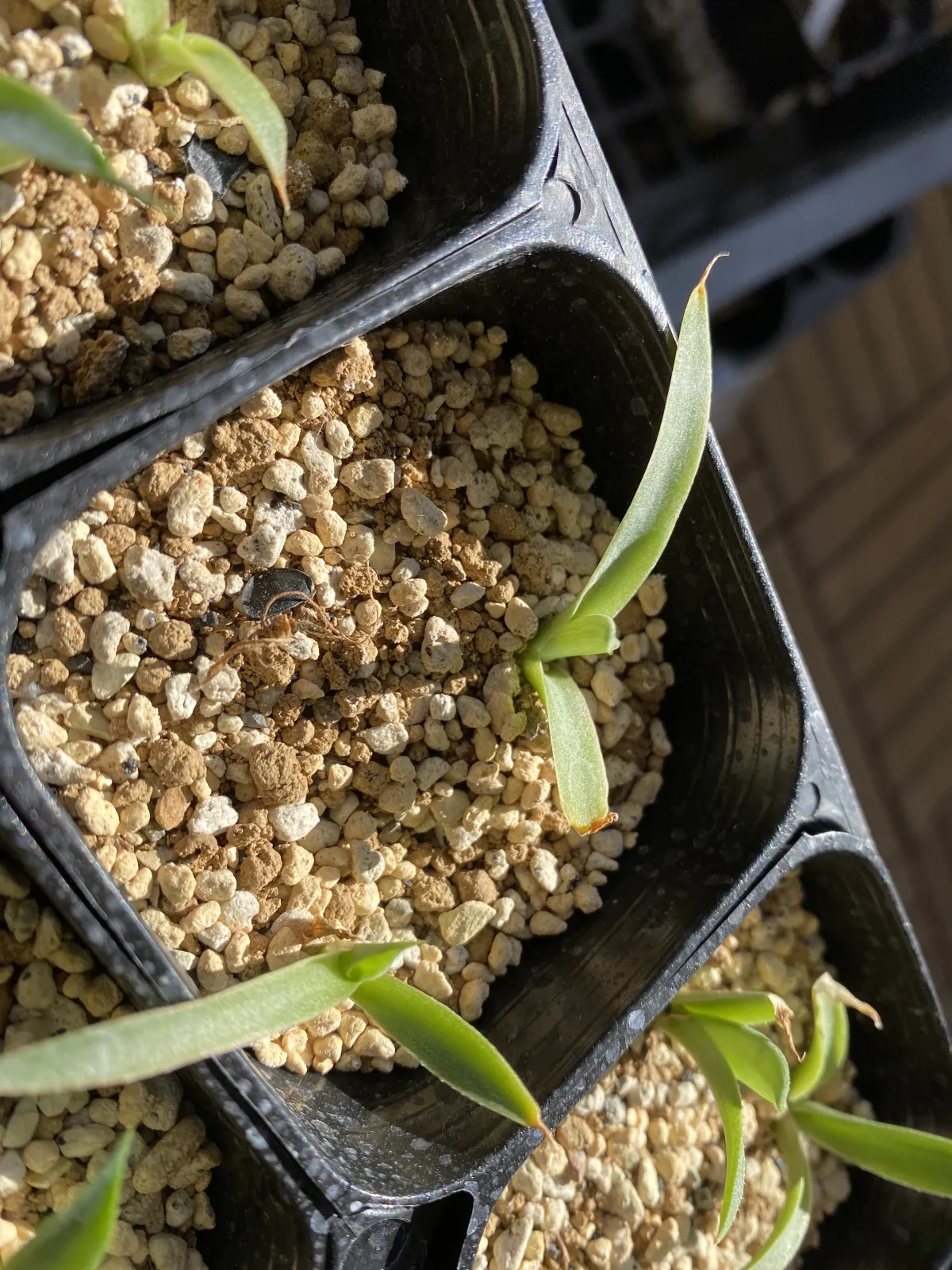 Agave parryi subsp. parryi (アガベ パリー)