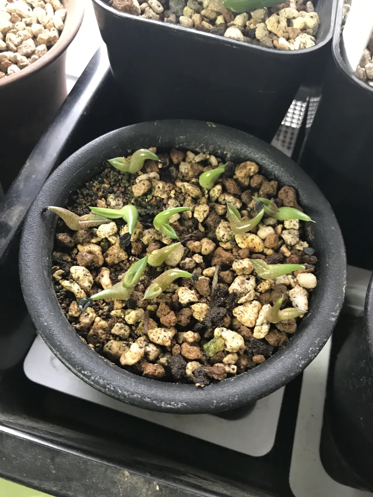 Agave oteroi (アガベ オテロイ)