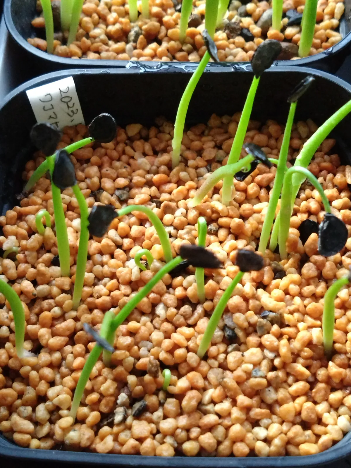 Agave wocomahi (アガベ ワコマヒー)