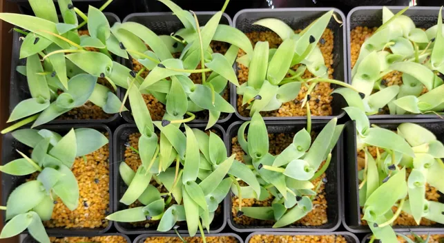 Agave infiernilloensis (アガベ インフィエルニロエンシス)