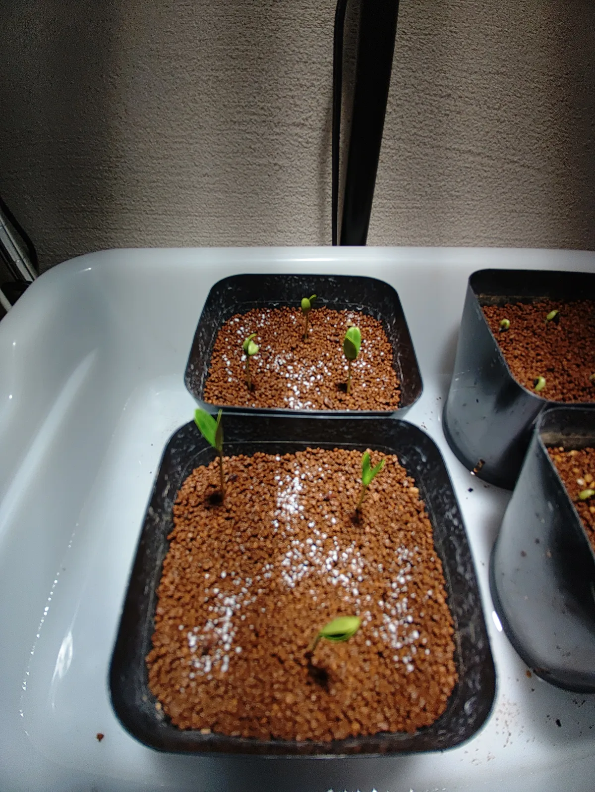 Senna meridionalis (センナ メリディオナリス)