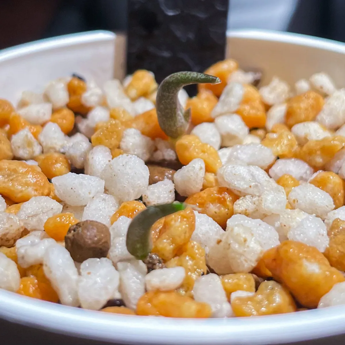 Agave oteroi (アガベ オテロイ)