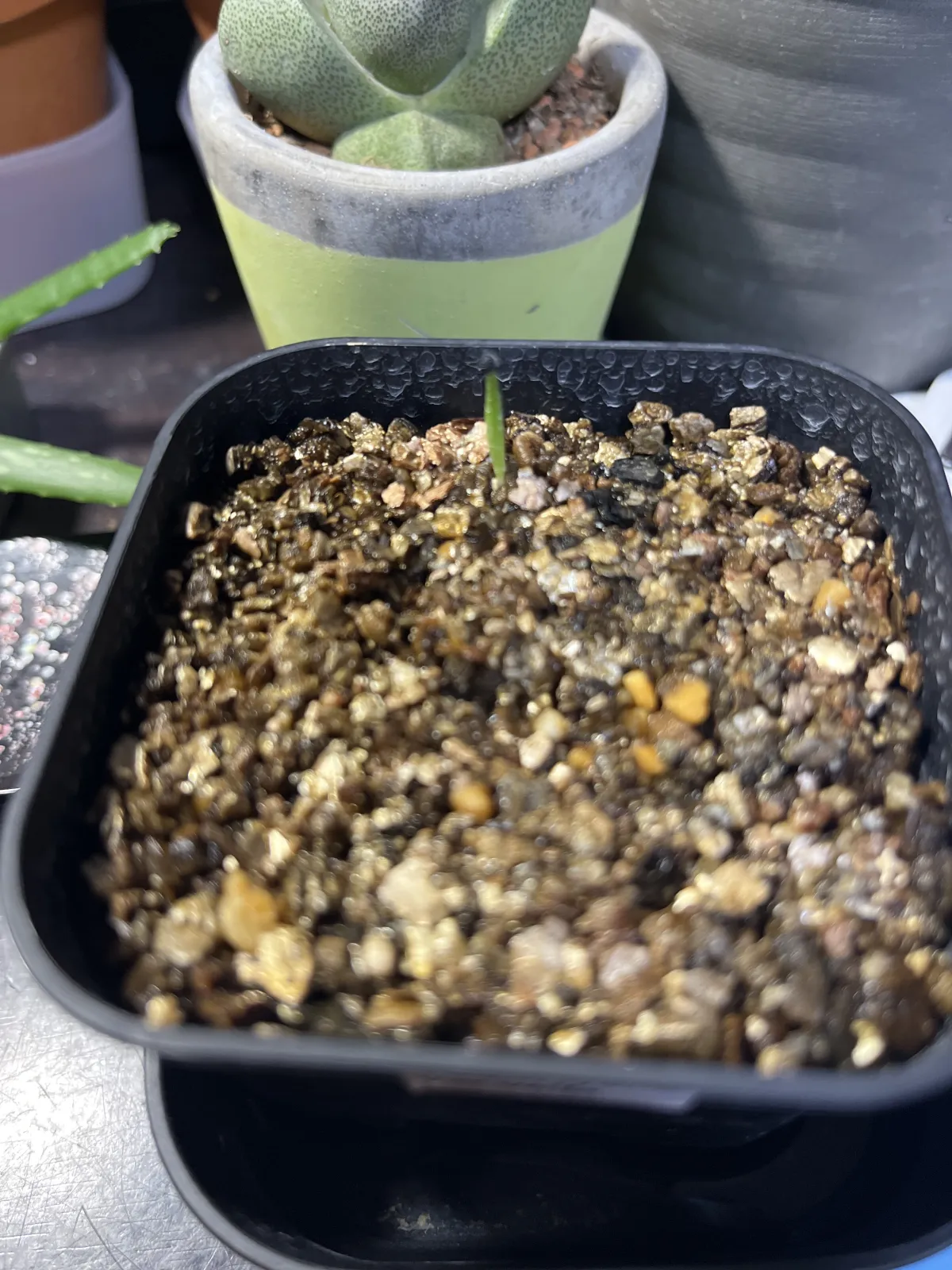 Agave toumeyana var. bella (アガベ トウメヤナ ベラ)