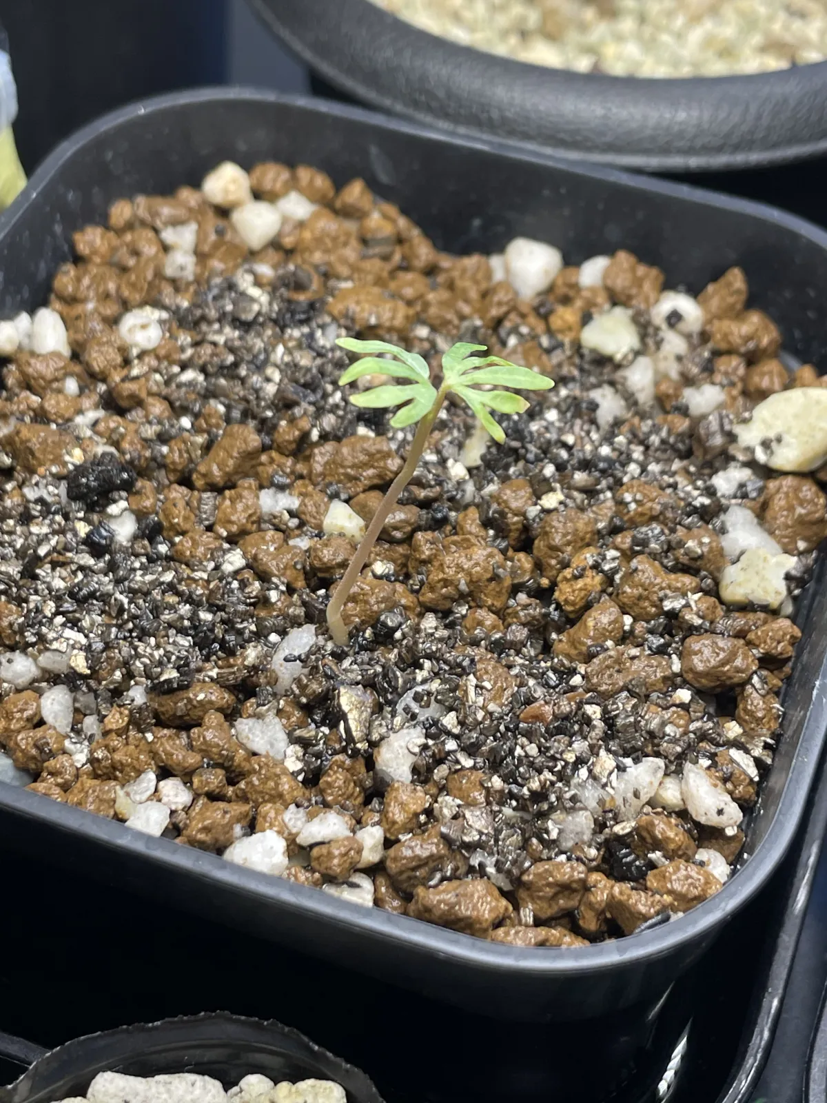 Boswellia sacra (ボスウェリア サクラ)