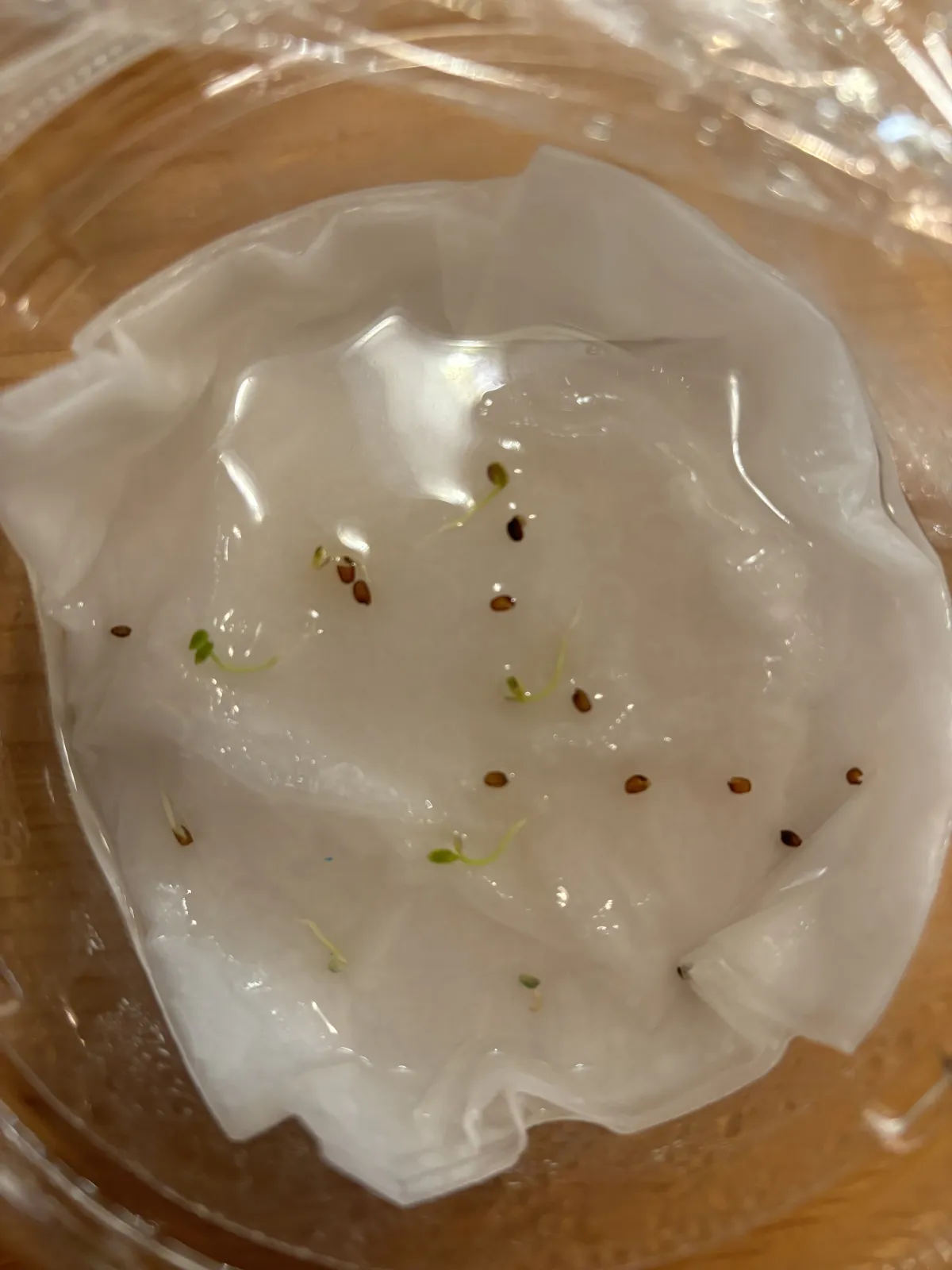 Hypoestes phyllostachya Red (ヒポエステス フィロスタキア レッド)