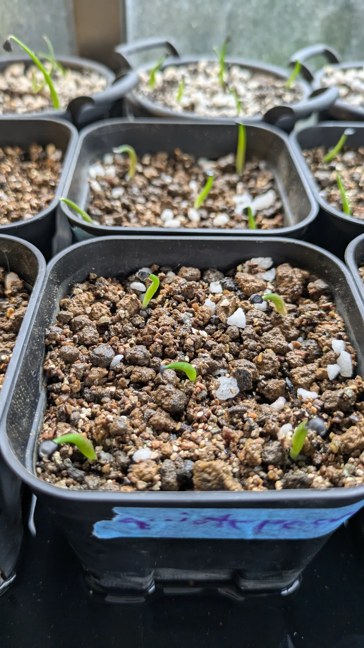 Agave quiotepecensis (アガベ クイオテペセンシス)