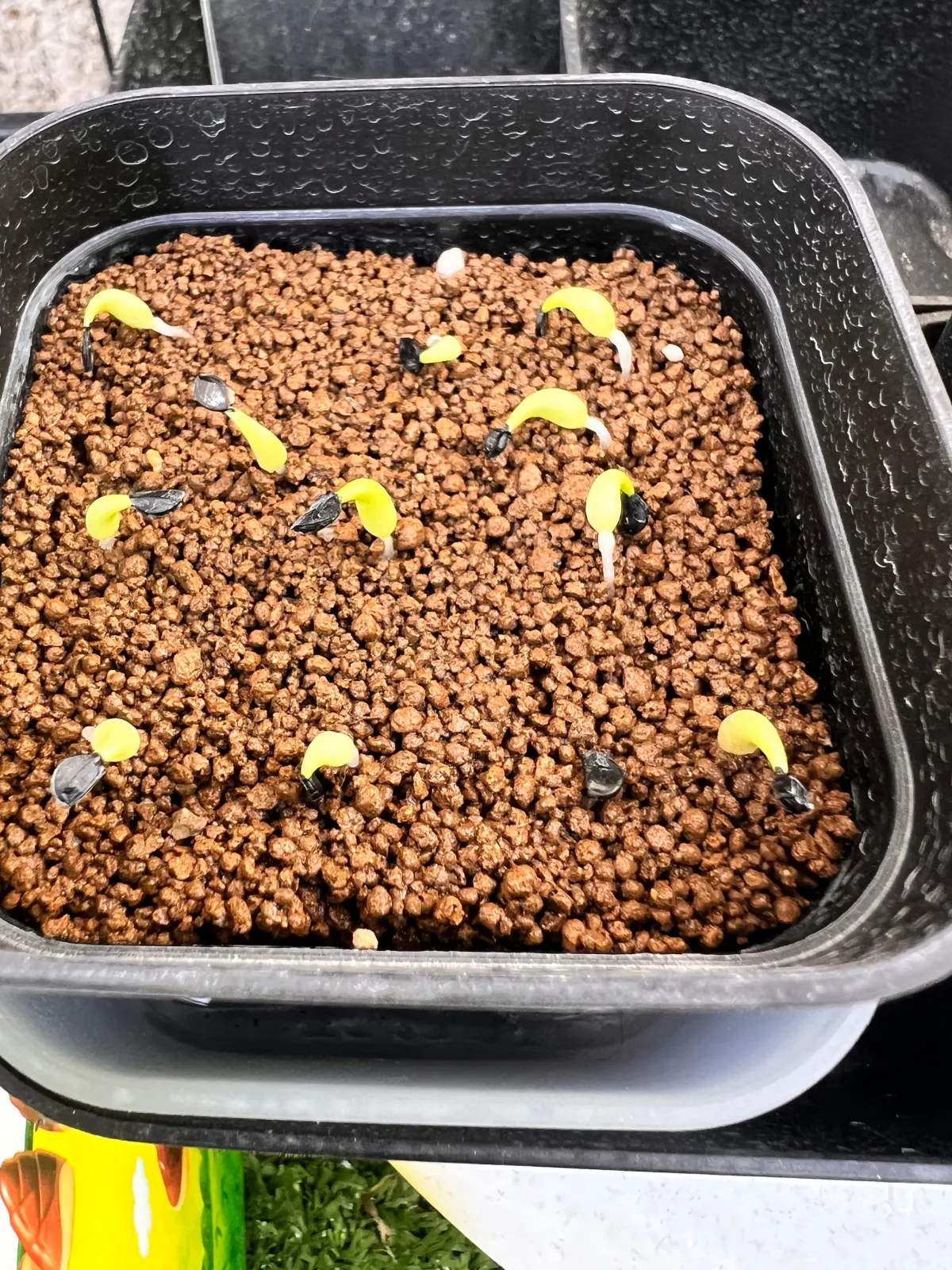 Agave oteroi (アガベ オテロイ)