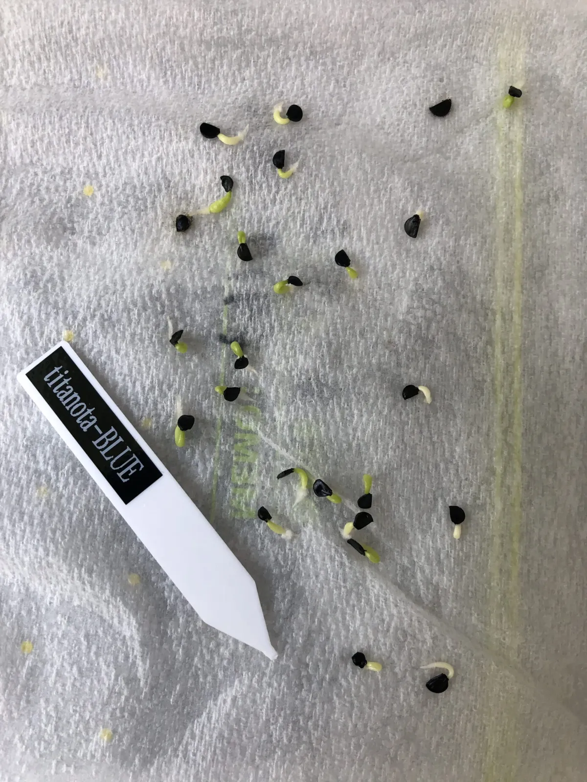 Agave titanota 'Blue' (アガベ チタノタブルー)