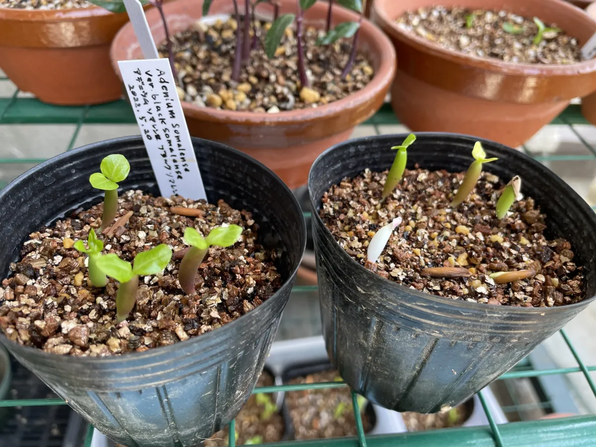 Adenium somalense var. black black (アデニウム ブラックソマレンセ)