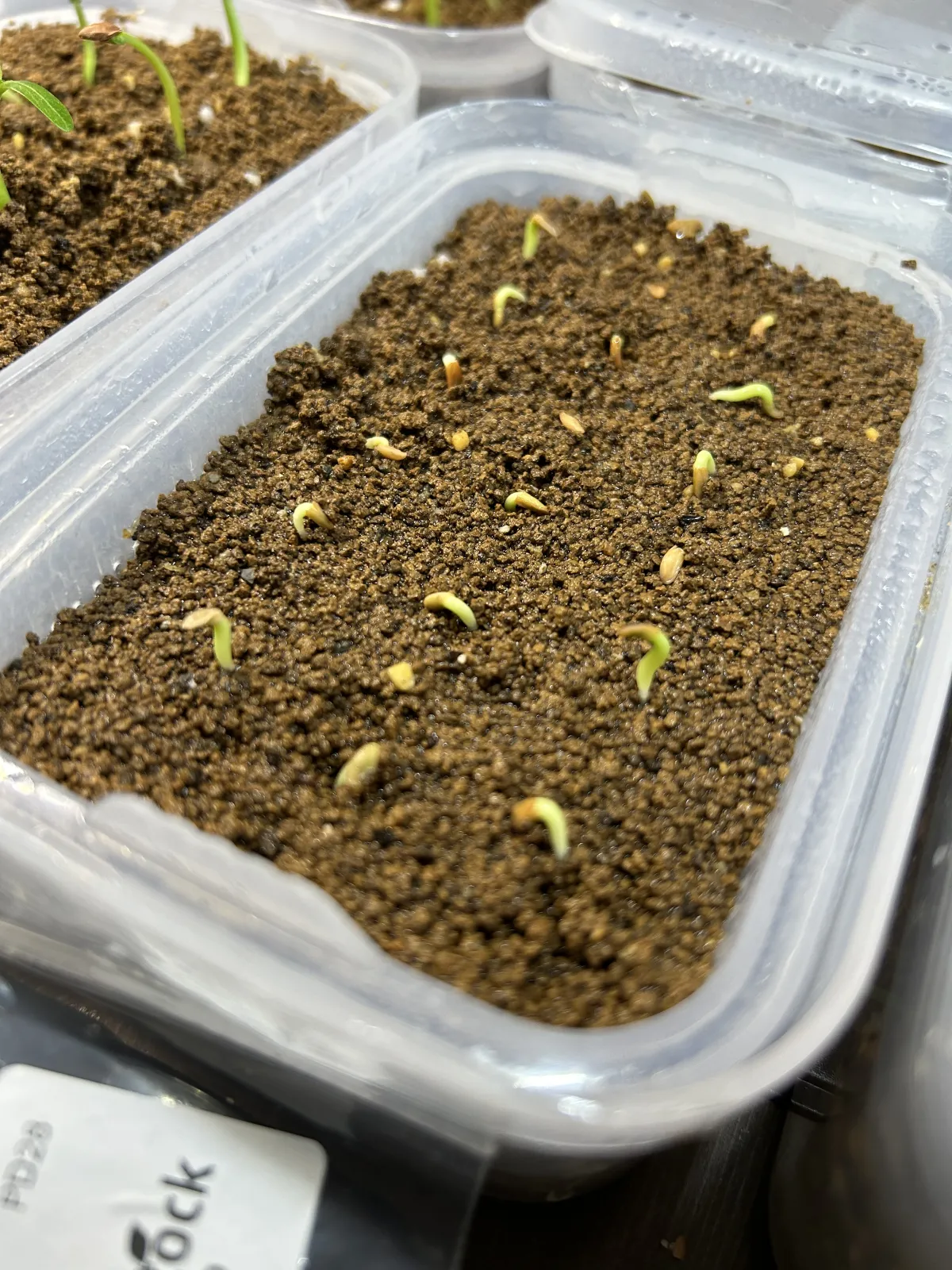 Pachypodium enigmaticum (パキポディウム エニグマチカム)