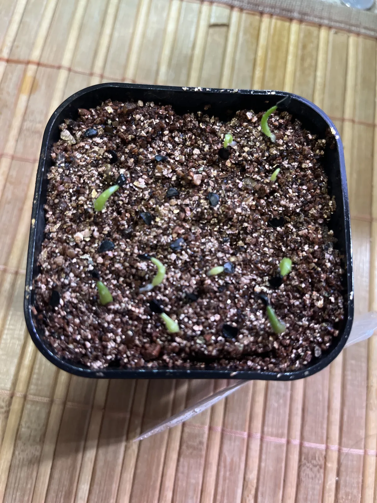 Agave titanota (アガベ チタノタ ドワーフ)