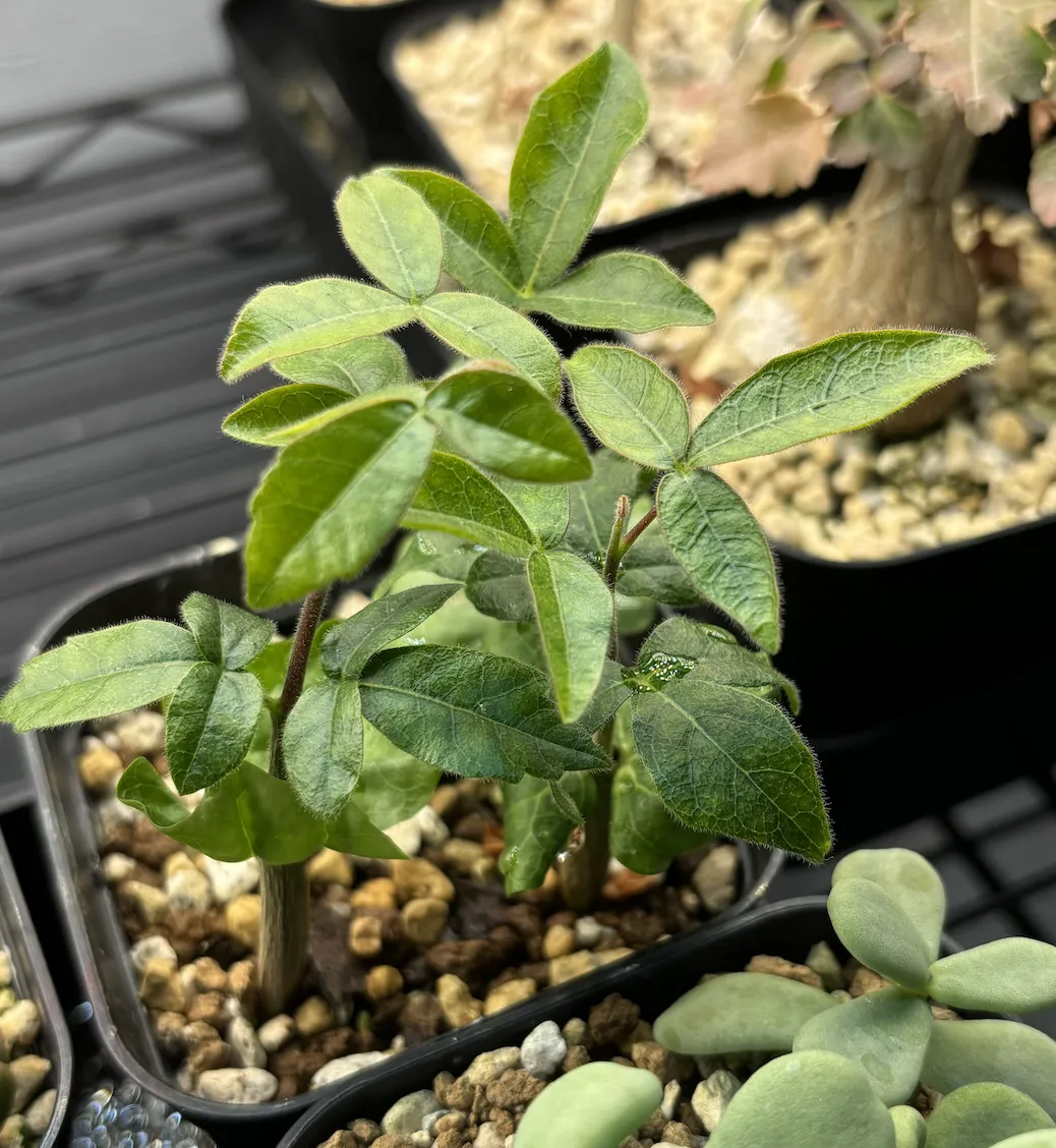 Commiphora monstruosa (コミフォラ モンストローサ)