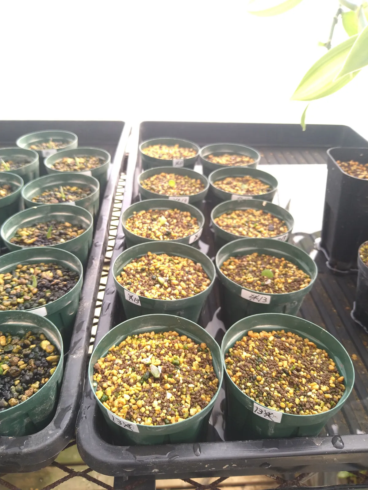 Pachypodium brevicaule (パキポディウム ブレビカウレ（短茎） ())