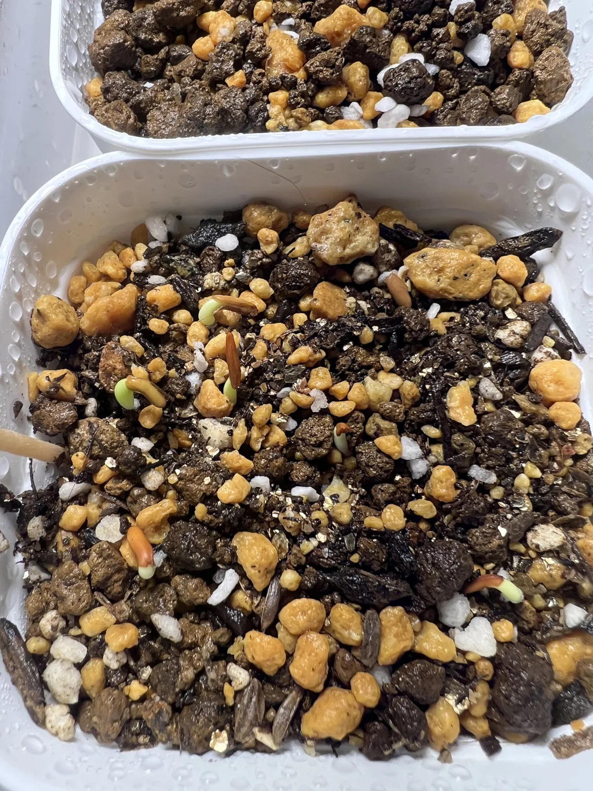 Pachypodium rosulatum var. gracilius (パキポディウム グラキリス)