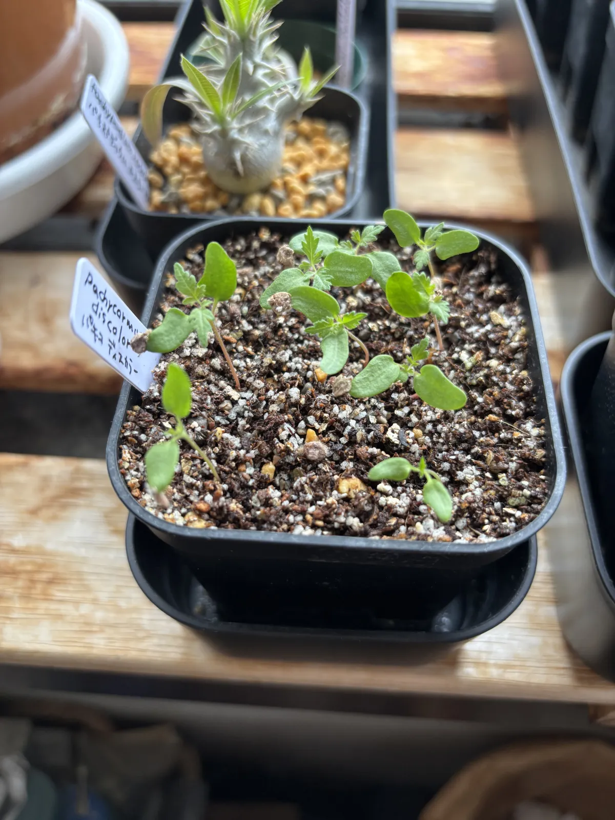 Pachycormus discolor (パキコルムス ディスカラー)