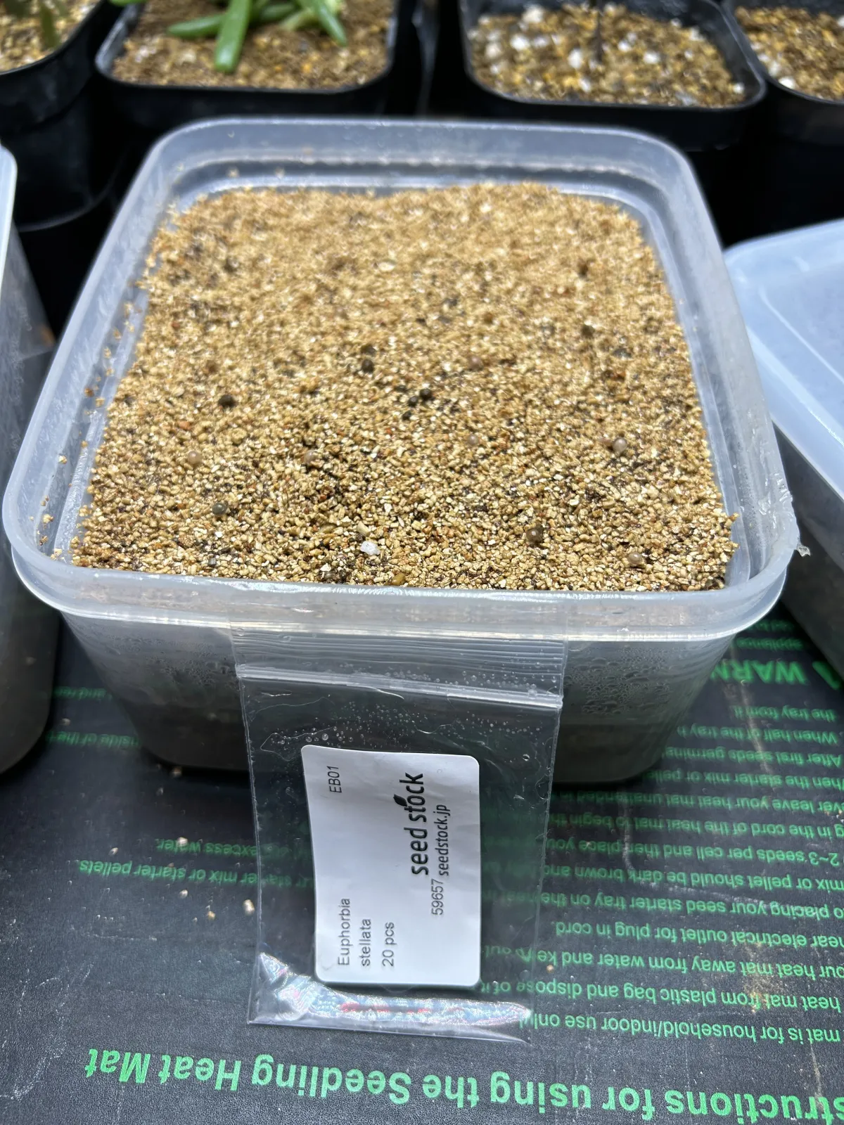 Euphorbia stellata (ユーフォルビア ステラータ 飛竜)