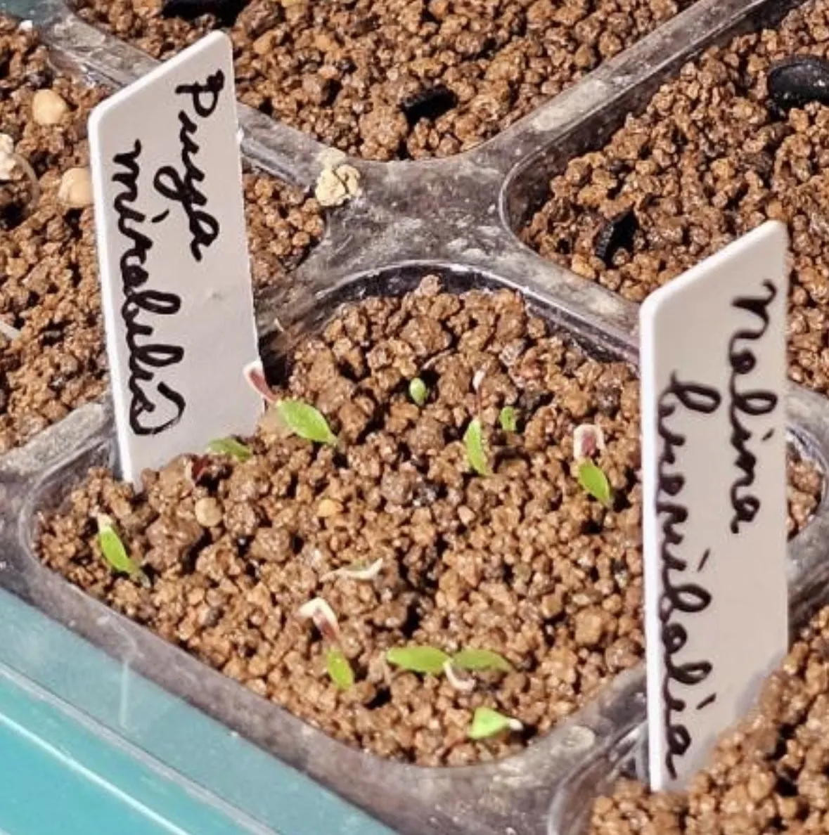 Puya mirabilis (プヤ ミラビリス)