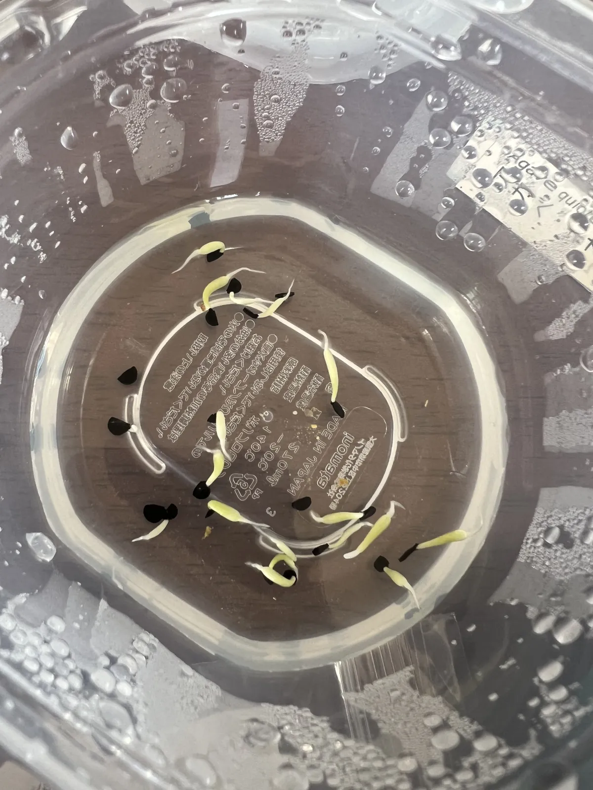 Agave oteroi (アガベ オテロイ)